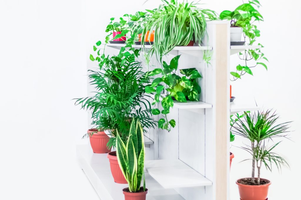 Wat zijn de meest effectieve planten voor geluidsisolatie?