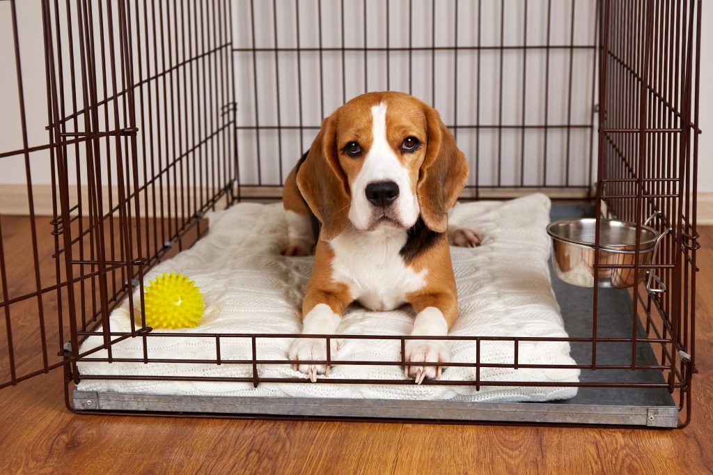 Hoe maak je een honden bench geluiddicht voor een rustigere omgeving voor je huisdier? Hoe maak je een honden bench geluiddicht voor een rustigere omgeving voor je huisdier?