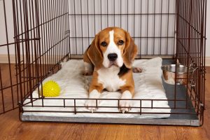 Hoe maak je een honden bench geluiddicht voor een rustigere omgeving voor je huisdier?